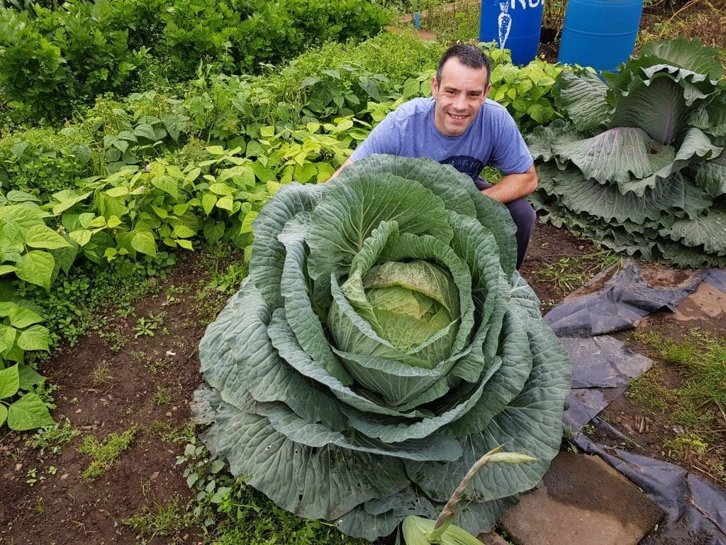 Tony O'Neill crouching behind a 67 pound Cornish Giant cabbage grown at his allotment in South Wales, the result of ten months of growth from seed started in November under lights and heat