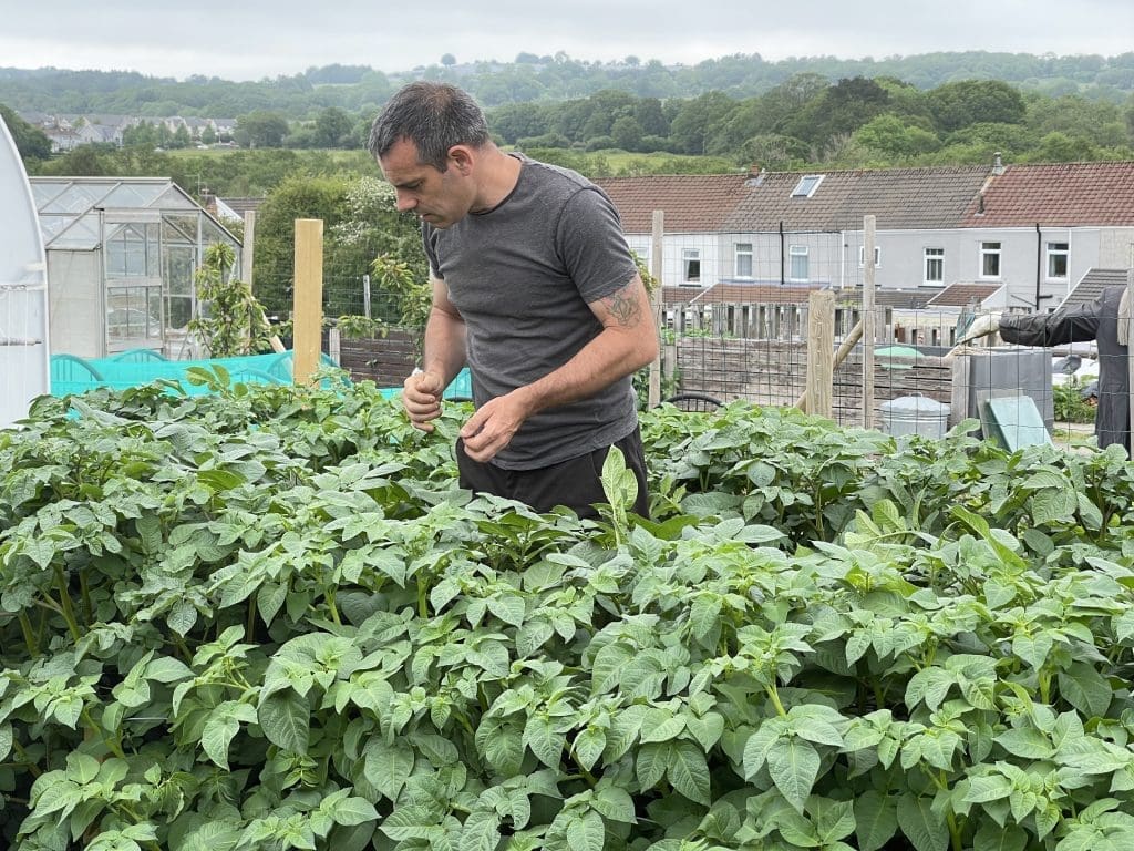 Tony O'Neill searching through a dense, thriving bed of potato plants on his South Wales allotment, hunting for flowers to remove before they open — part of his 15-year practice of deflowering potatoes to maximise tuber yield