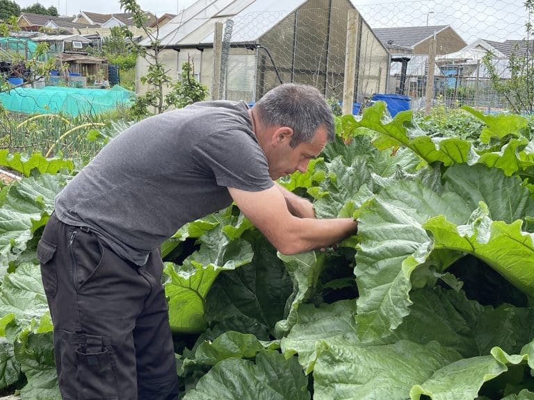 Tony O'Neill leaning in amongst enormous Goliath Rhubarb plants on his South Wales allotment, inspecting the leaves which tower over him in the growing bed