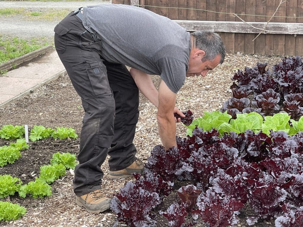 Tony O'Neill harvesting outer leaves from a bed of mixed red and green lettuce on his South Wales allotment, with a row of younger successional lettuce plants visible behind him ready to continue the harvest